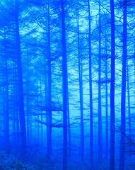 Obraz premium 霧雨のカラ松林