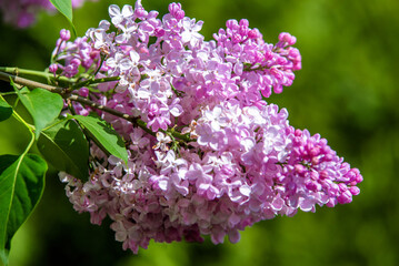 Fototapeta na wymiar Pink lilac blooms in the Botanical garden 
