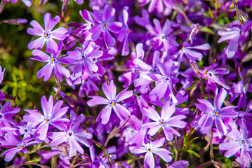 Fototapeta na wymiar Natural background of small purple flowers