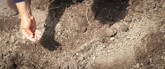 Female hand planting seeds beans in soil.
