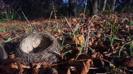 Obraz premium Small nest fallen into autumn leaves after a storm.