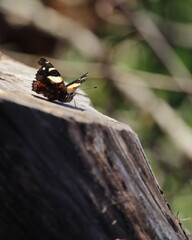 New Zealand yellow admiral butterfly, vanessa ita, on log in park in sunlight. Blurred abstract...