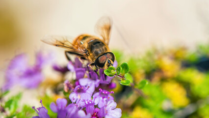 Common Drone Fly, Eristalis tenax on pink flowers