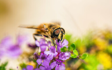 Common Drone Fly, Eristalis tenax on pink flowers