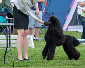 Royal Poodle at a competition during the dog exterior show