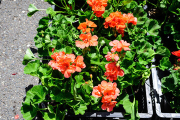Vivid red Pelargonium flowers, known as geraniums or storksbills and fresh green leaves in small pots displayed for sale at a market in a sunny spring day, multicolor natural texture.