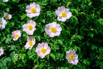 Delicate light pink and white Rosa Canina flowers in full bloom in a spring garden, in direct sunlight, with blurred green leaves, beautiful outdoor floral background photographed with soft focus.