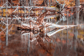 A dead tree in the beaver ponds in the Acadia National Park, Maine USA