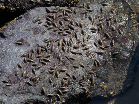 ふなむしページ ふなむし」の写真素材 | 742件の無料イラスト画像 | Adobe Stock