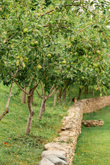 Fototapeta na wymiar Row of young apple trees in a stone fence in the garden