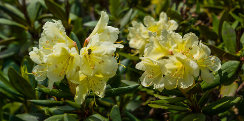 closeup white rhododendron bush in mountain