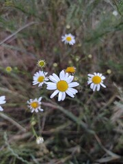 daisies in a field