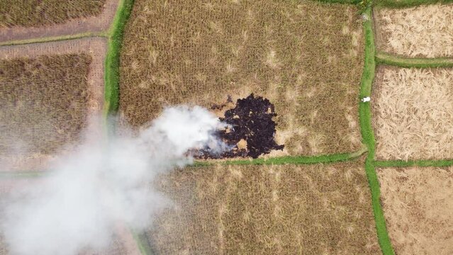 Harvested rice fields top-down shot, slowly burning windrow at center. Camera fly up, reveal wider view of empty and dry paddies. Manual wet rice growing at Bali upland, aerial shot near Ubud town