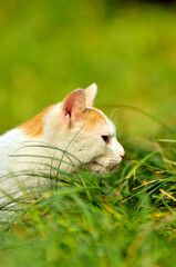 cat in grass