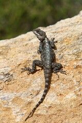 A lizard sits on a stone in a city park