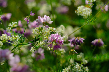 Close up, macro. Crownvetch or Securigera varia or purple crown vetch. Flowering field plants.