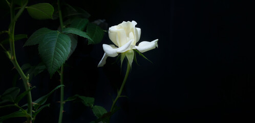 flower elegant white rose on a black background