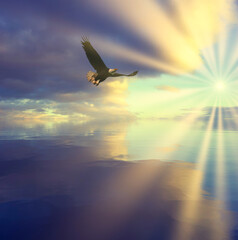 the concept of freedom of vacation travel. soaring eagle over the water surface bright rays of the sun
