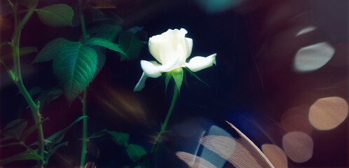 flower elegant white rose on a black background