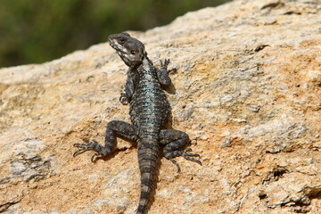 A lizard sits on a stone in a city park