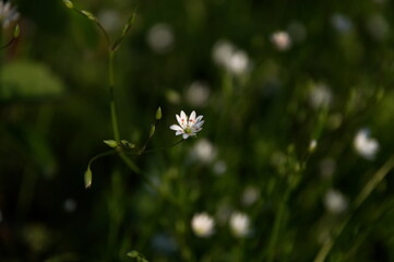 white flower grass