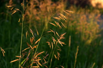 grass in the wind