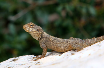 Naklejka na ściany i meble A lizard sits on a stone in a city park