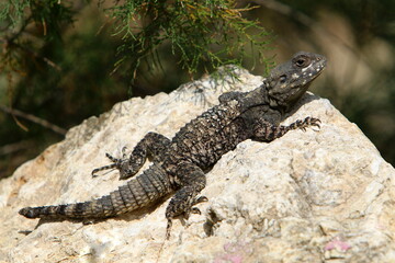A lizard sits on a stone in a city park