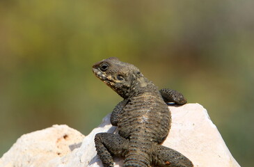 A lizard sits on a stone in a city park