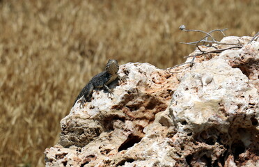 A lizard sits on a stone in a city park