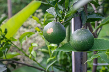 Hanging young tangerine or mandarin fruit on the tree with copy space
