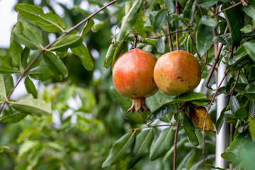 Mature pomegranate fruit hanging in the garden with copy space
