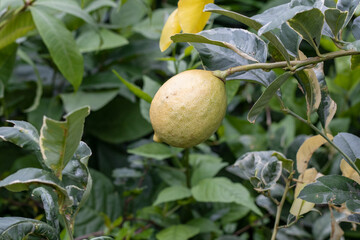 Mature ripe lemon or lime fruit close up inside of the garden with copy space