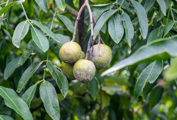 Fototapeta premium Mature spondias mombin or hog plum fruit hanging on the tree close up
