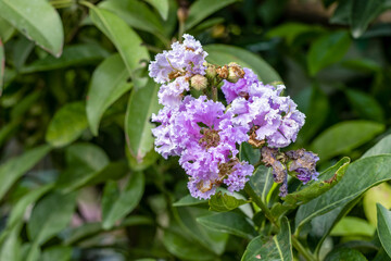 Multicolor color ornamental flower close up in the garden with copy space