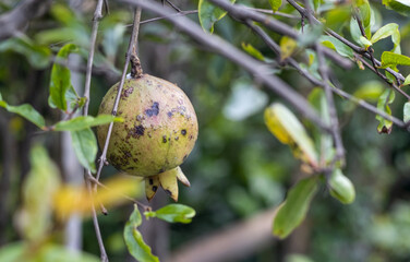 Organic pomegranate fruit hanging on the tree close up