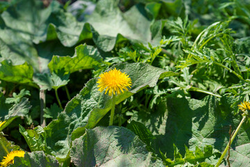 Yellow dandelions on a sunny spring day. season. background