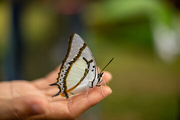butterfly on hand