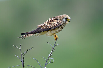 Lesser kestrel // Rötelfalke (Falco naumanni)
