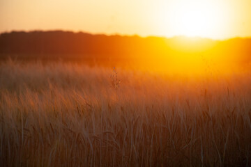 Fototapeta premium Blurred background of field with ears of wheat or barley in bright orange sun.