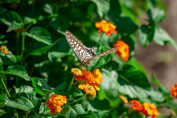 アゲハとランタナ