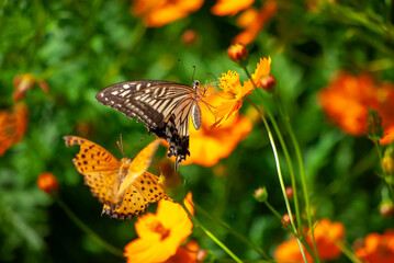 アゲハとヒョウモンチョウとコスモス