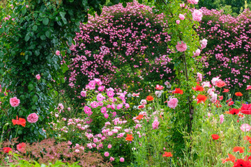 Fototapeta premium バラの花園