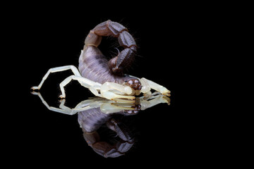 Scorpio Parabuthus schlechteri origin from South Africa on black background and its reflection.