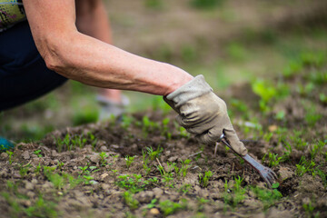 A woman's hand is pinching the grass. Weed and pest control in the garden. Cultivated land close up. Agriculture plant growing in bed row