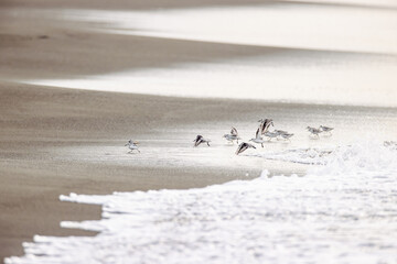 湘南海岸でのミユビシギ群れ
