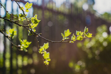 Currant branches on a blurred background. Young summer shoots of a garden bush on a rural background