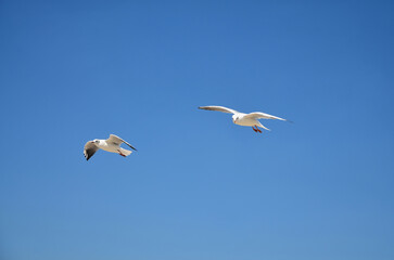  Two seagulls flying on a blue sky without clouds. Seagulls wildlife outdoors photo. Free copy space. Summer vacation near the sea concept.