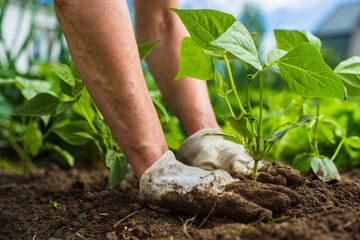 Planting plants on a vegetable bed in the garden. Cultivated land close up. Gardening concept. Agriculture plants growing in bed row