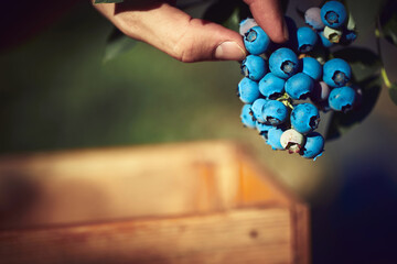Picking fresh blueberries on a farm.